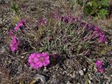 Dianthus repens