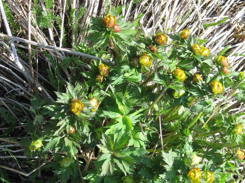 Изображение особи Trollius riederianus.