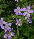 Geranium wlassovianum