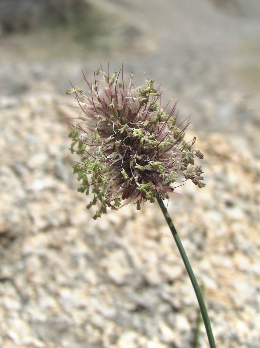 Изображение особи Alopecurus dasyanthus.