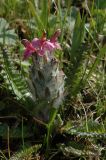 Pedicularis form rubra