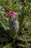 Pedicularis oederi f. rubra