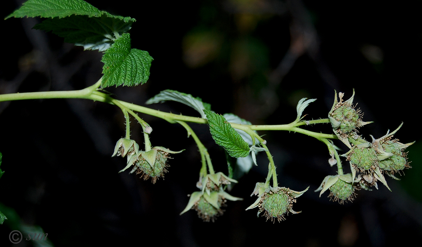 Image of Rubus idaeus specimen.