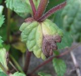 Nepeta supina