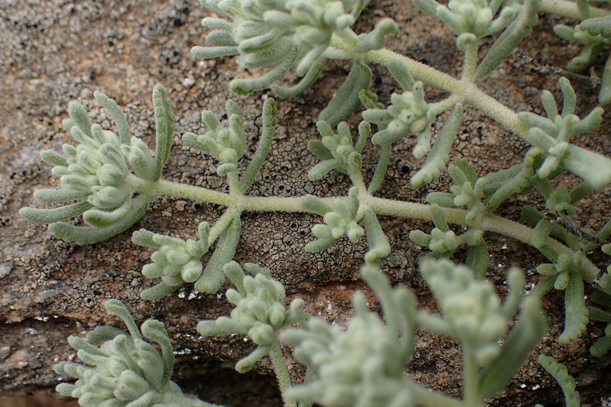 Изображение особи Teucrium capitatum.