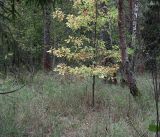 Quercus robur. Молодое растение с листьями, принимающими осеннюю окраску. Московская обл., Раменский р-н, окр. ж.-д. платформы Хрипань, смешанный лес у ЛЭП. 19.09.2018.