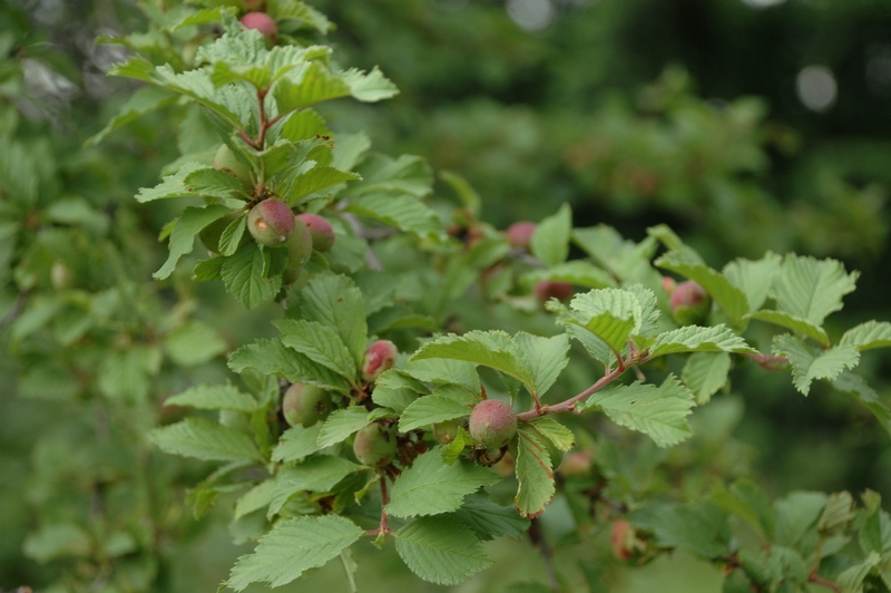 Изображение особи Louiseania ulmifolia.