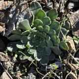 Sedum cyprium