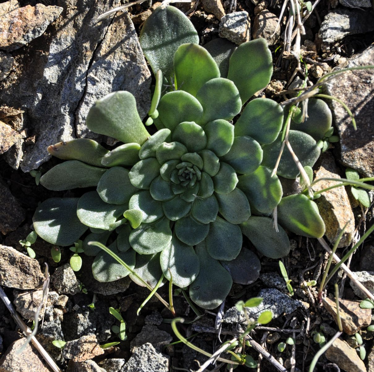 Image of Sedum cyprium specimen.