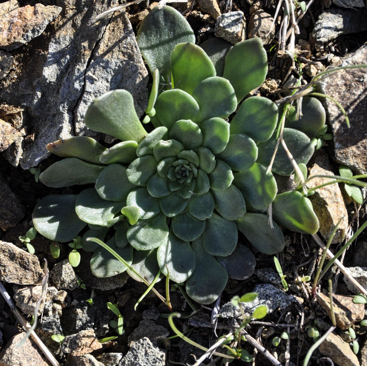 Изображение особи Sedum cyprium.