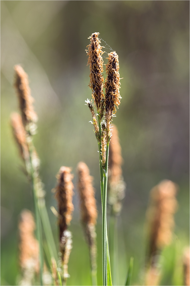 Изображение особи Carex cespitosa.