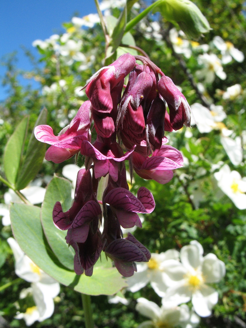 Изображение особи Lathyrus pisiformis.