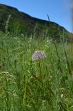 Allium vvedenskyanum