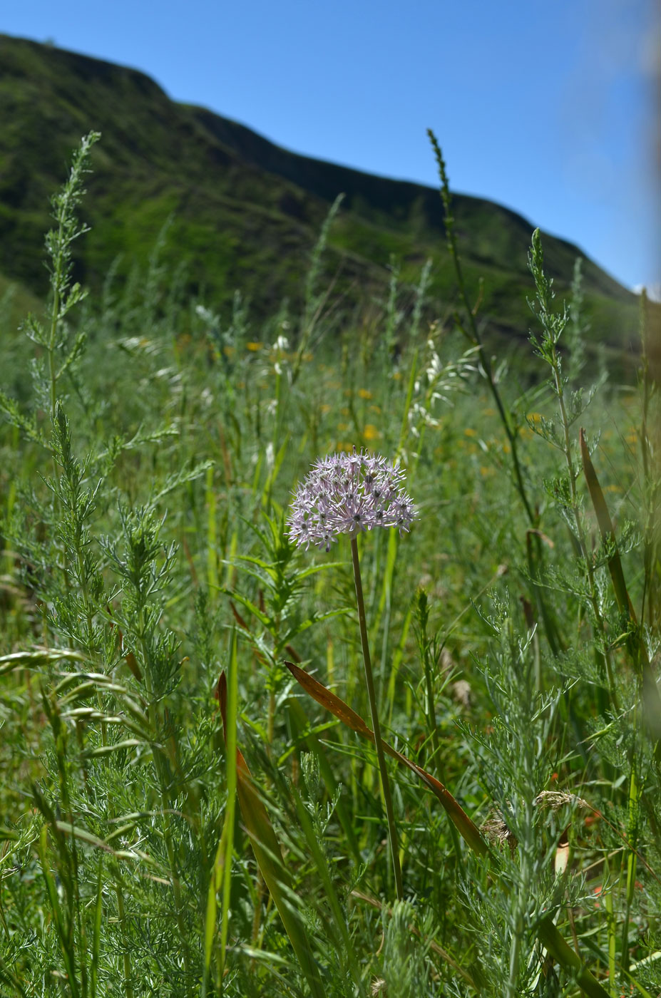 Image of Allium vvedenskyanum specimen.