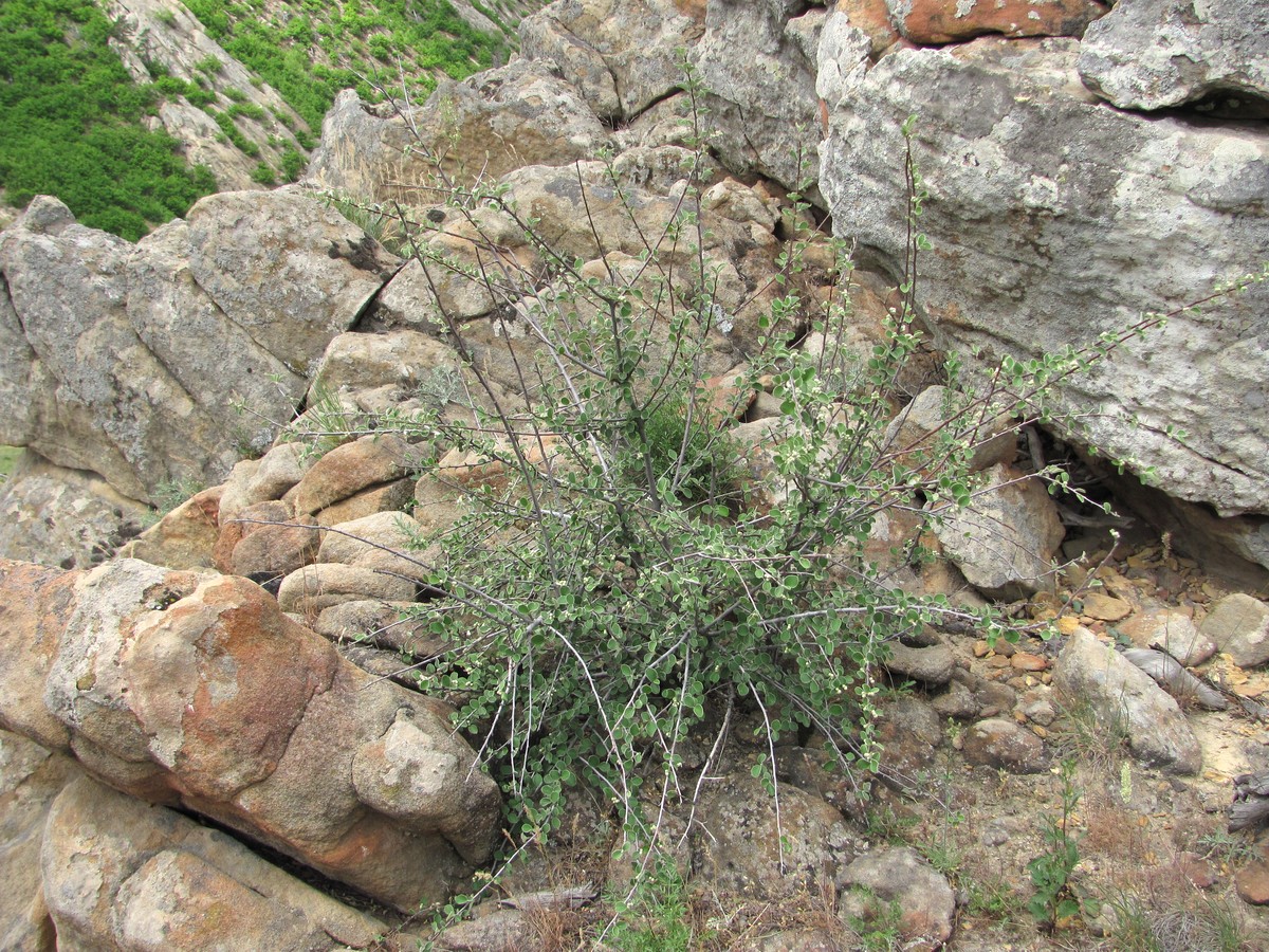 Image of Cotoneaster nummularius specimen.