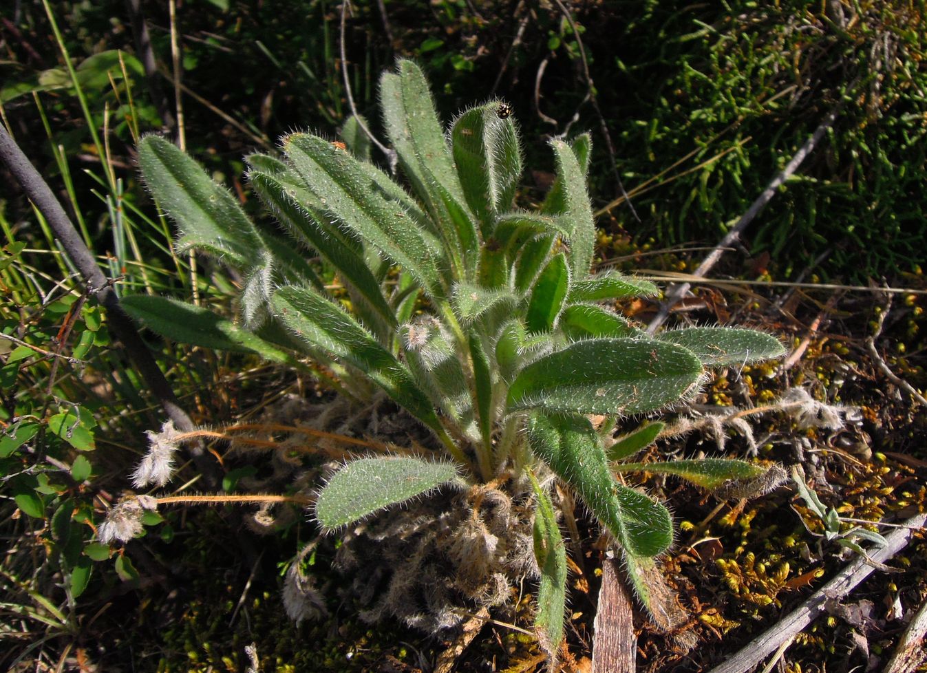 Изображение особи Craniospermum tuvinicum.