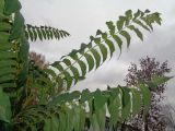 Ailanthus altissima. Листья на верхушке побега. Тверская обл., г. Тверь, Заволжский р-н, возле многоэтажки, в культуре. 20 октября 2018 г.