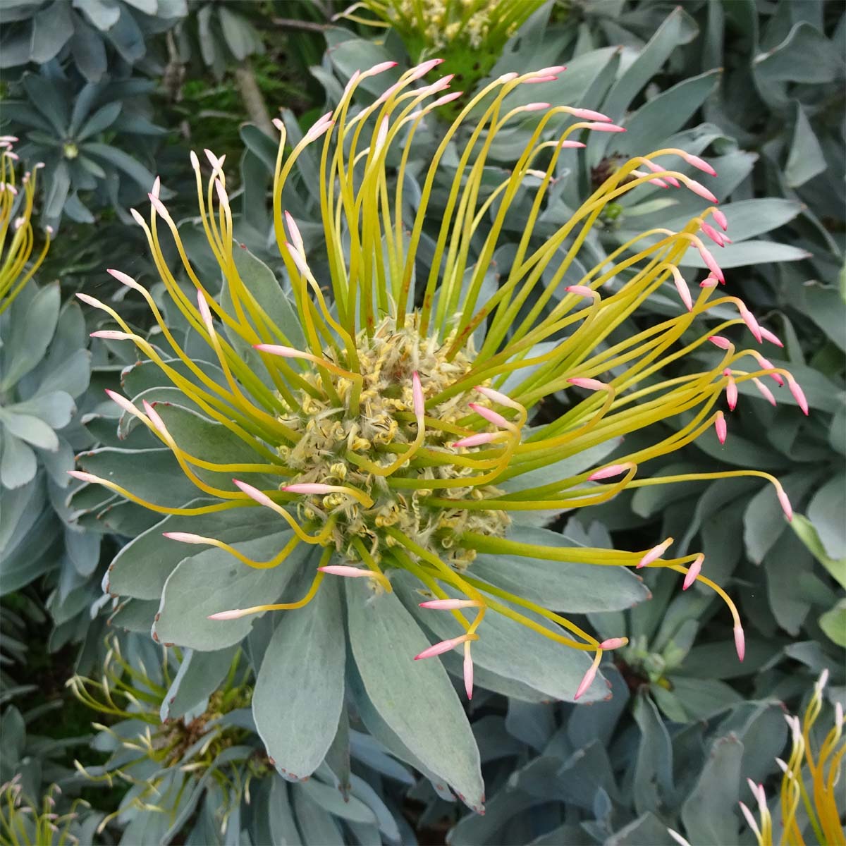 Изображение особи Leucospermum formosum.