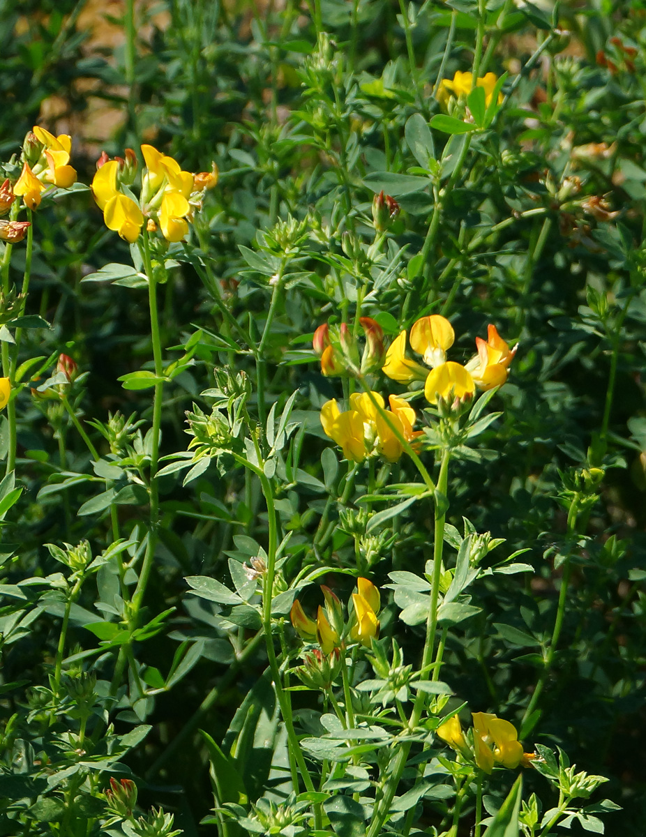 Изображение особи Lotus corniculatus.