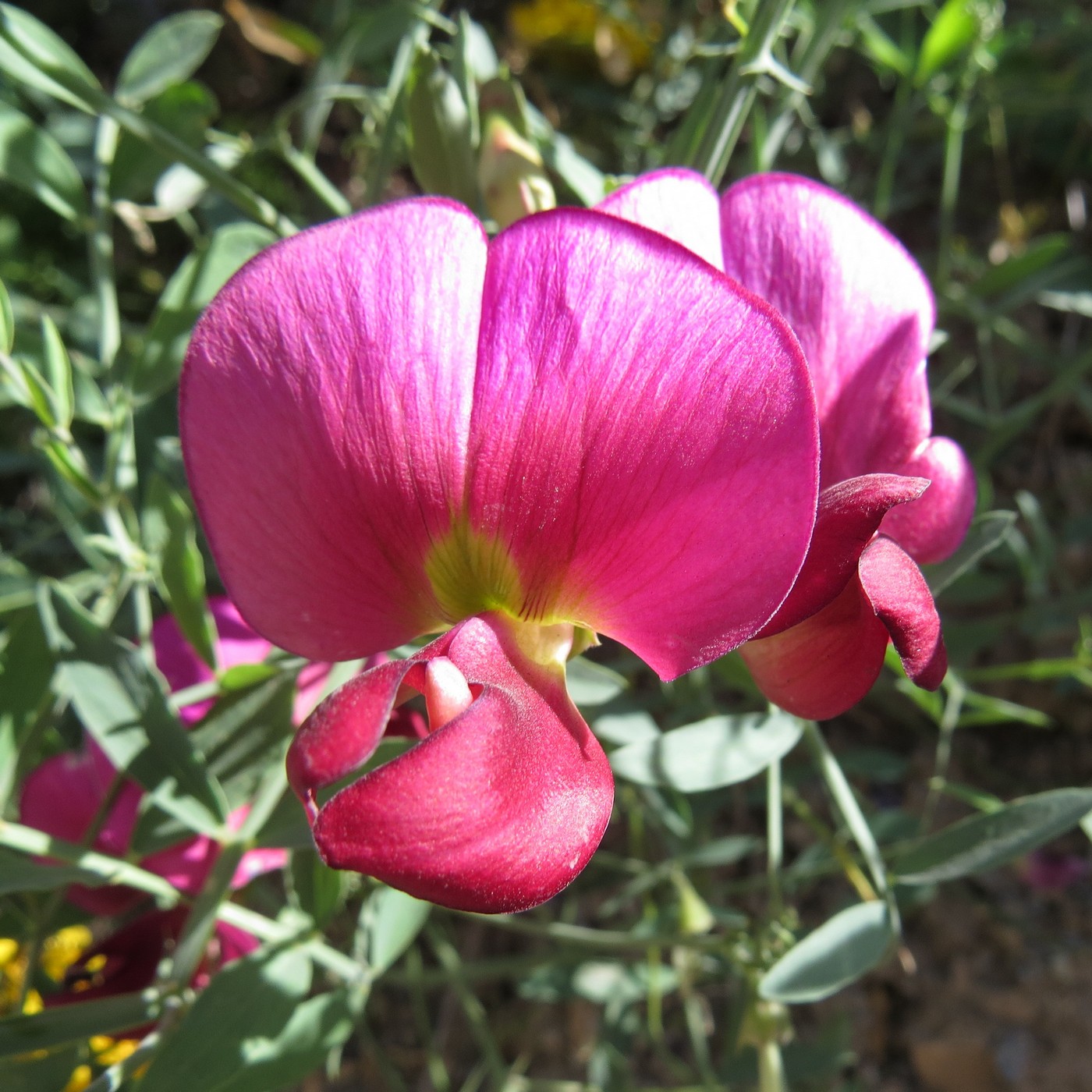 Изображение особи Lathyrus mulkak.