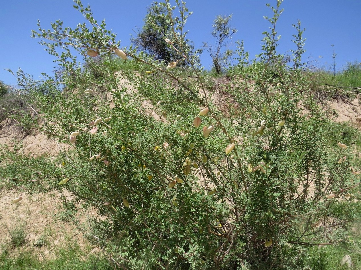 Image of Colutea paulsenii specimen.