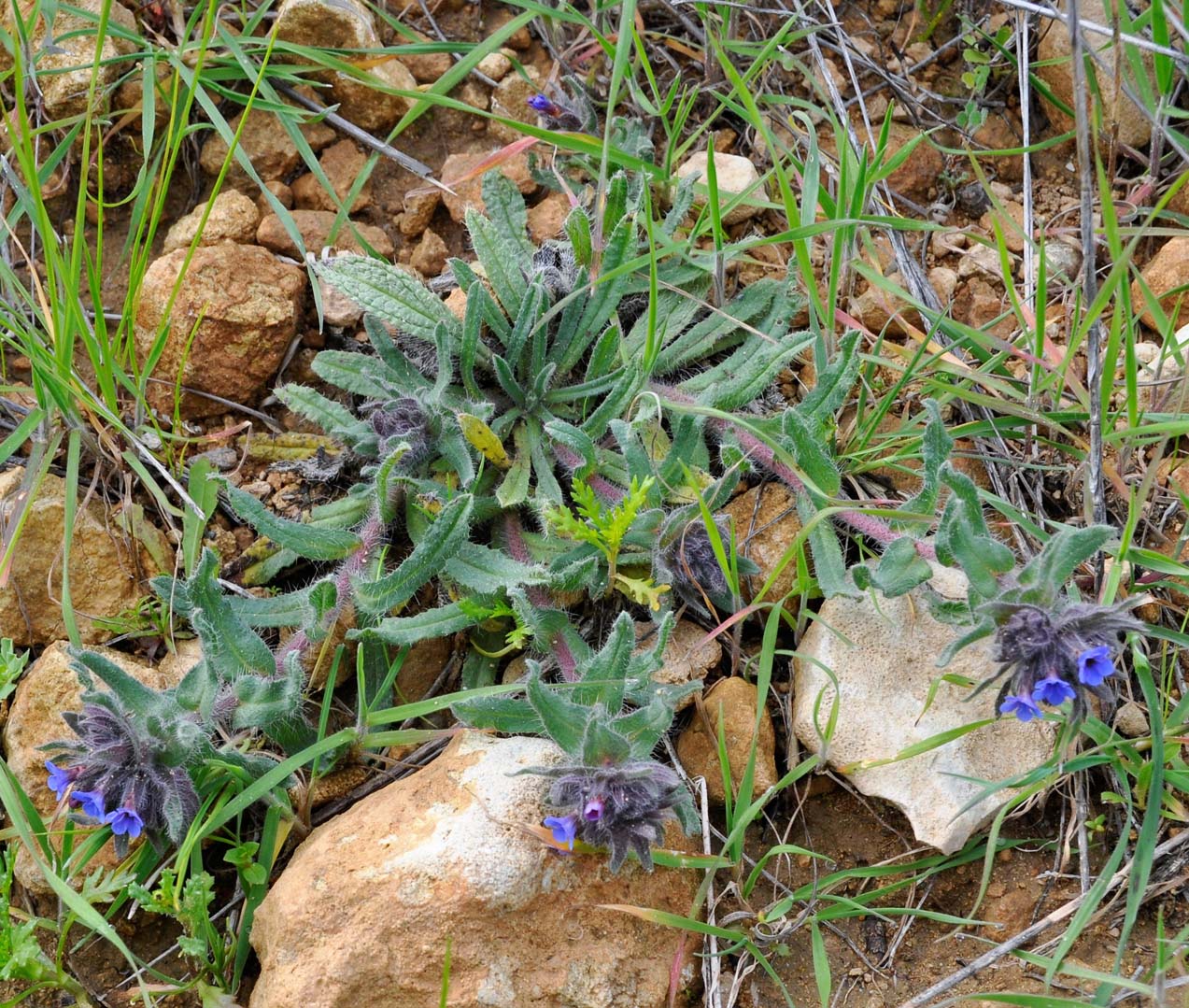 Image of Alkanna tinctoria specimen.