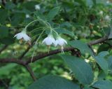 Vaccinium stamineum. Часть ветви с соцветием. Польша, г. Рогов, арборетум, в культуре. 29.05.2018.