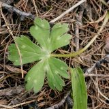 Aconitum ranunculoides