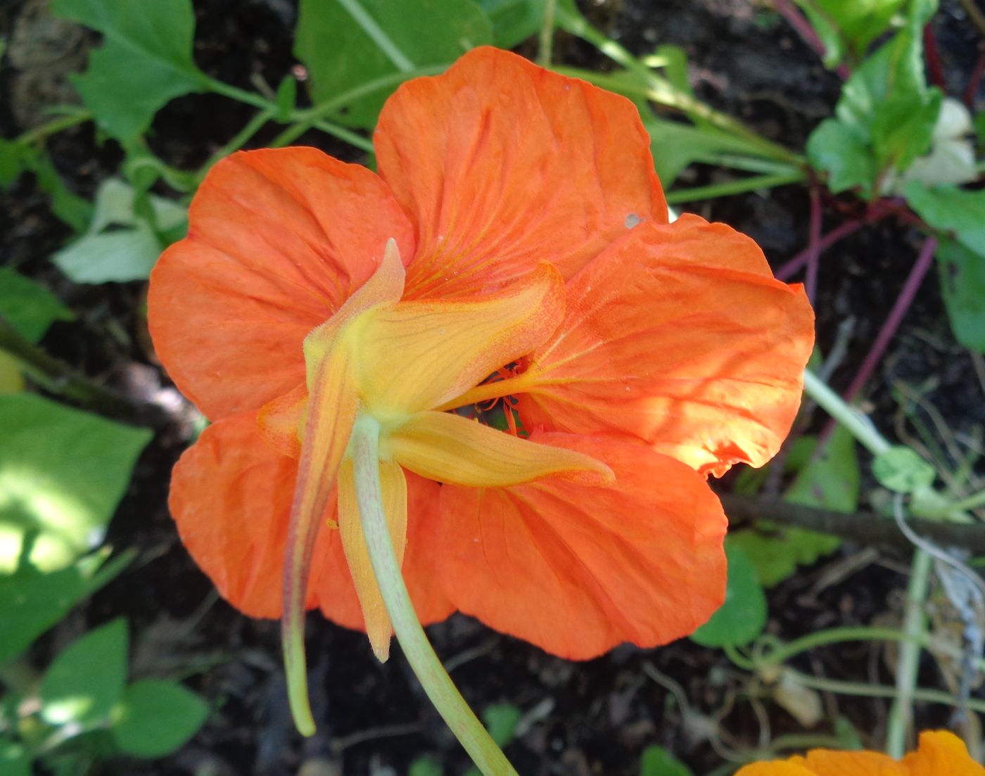 Изображение особи Tropaeolum majus.