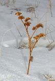 Goniolimon speciosum. Сухой прошлогодний побег с соплодием. Башкортостан, Белорецкий р-н, Шигаевский сельсовет, окр. с. Шигаево, хр. Крака, каменистый степной склон. 9 марта 2019 г.