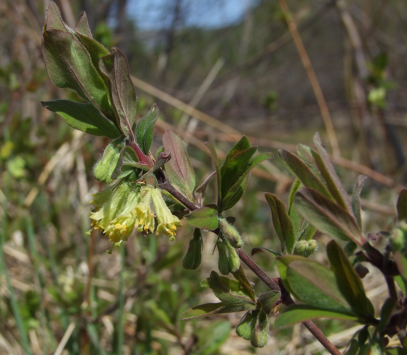 Image of Lonicera edulis specimen.