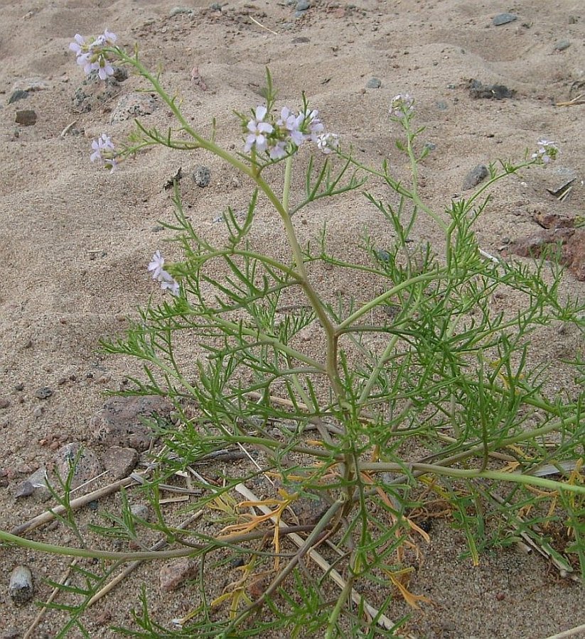 Image of Cakile baltica specimen.