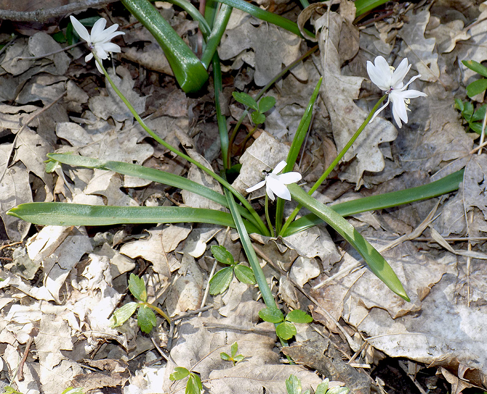 Изображение особи Scilla siberica.