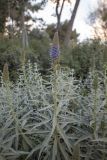 Echium candicans. Верхушки растений с раскрывающимися соцветиями. Испания, Каталония, г. Барселона, парк Гуэля, в культуре. 30.03.2019.