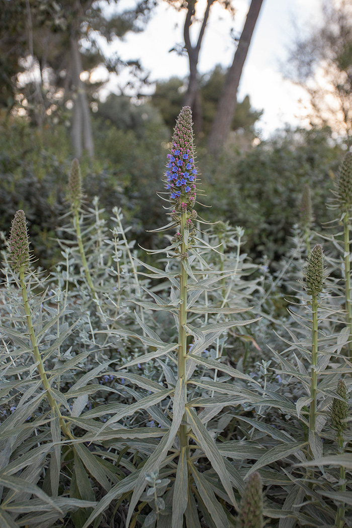 Image of Echium candicans specimen.