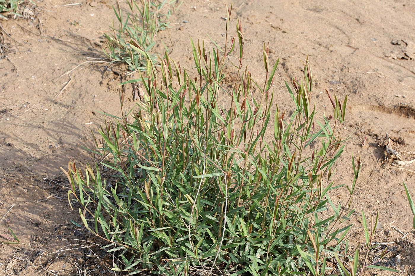 Image of genus Salix specimen.