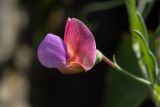 Lathyrus clymenum. Цветок. Испания, Каталония, провинция Жирона, комарка Альт-Эмпорда, муниципалитет Кадакес, мыс Креус, каменистый склон. 01.04.2019.