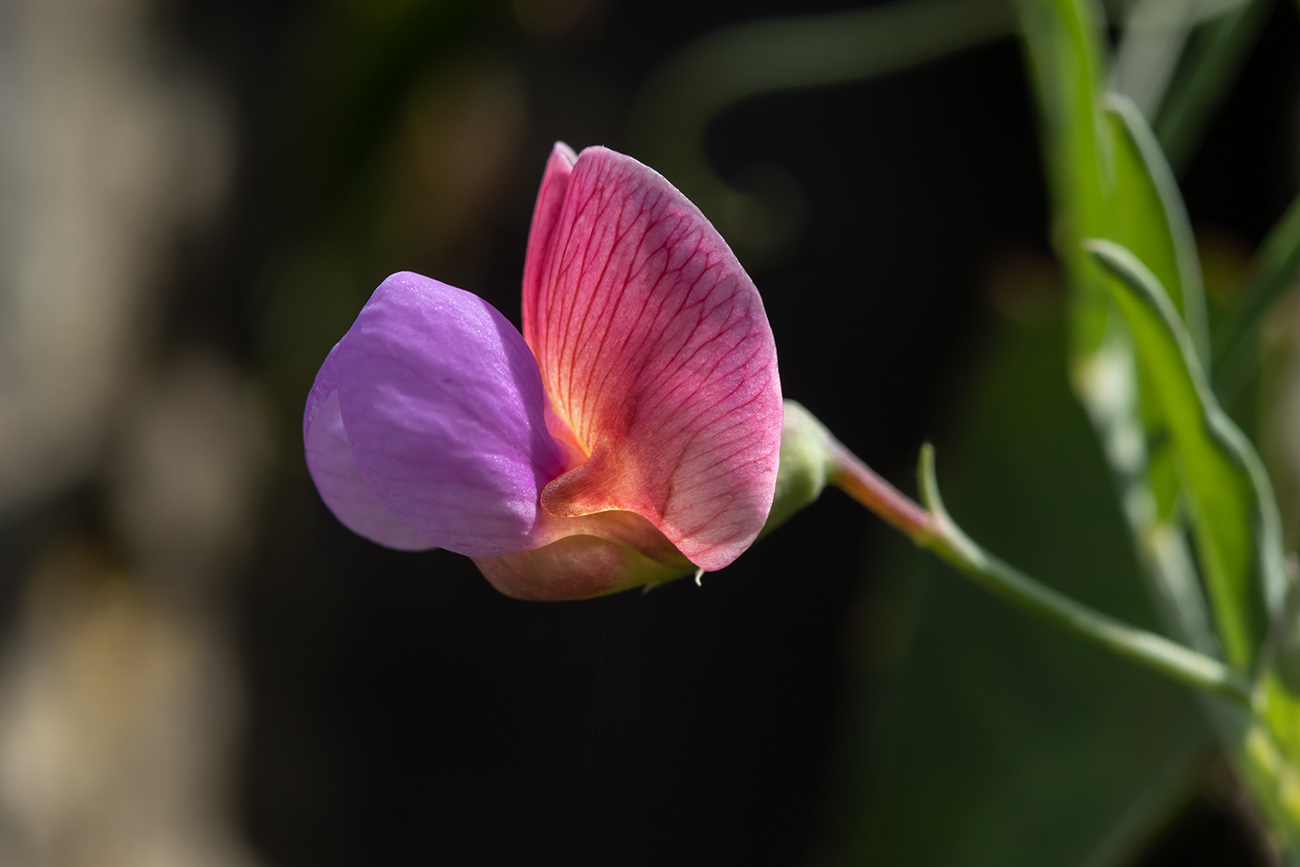 Изображение особи Lathyrus clymenum.