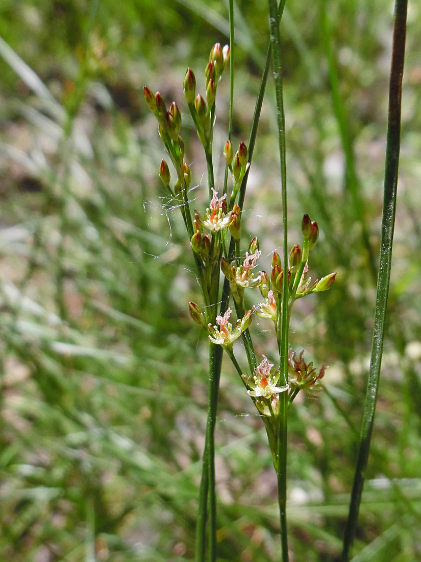 Изображение особи Juncus compressus.