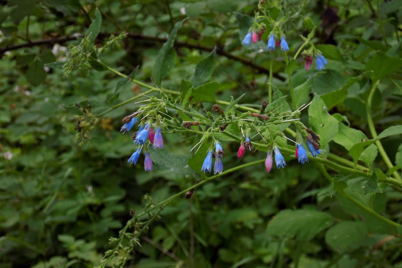 Изображение особи Symphytum asperum.