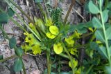 Astragalus aksaricus