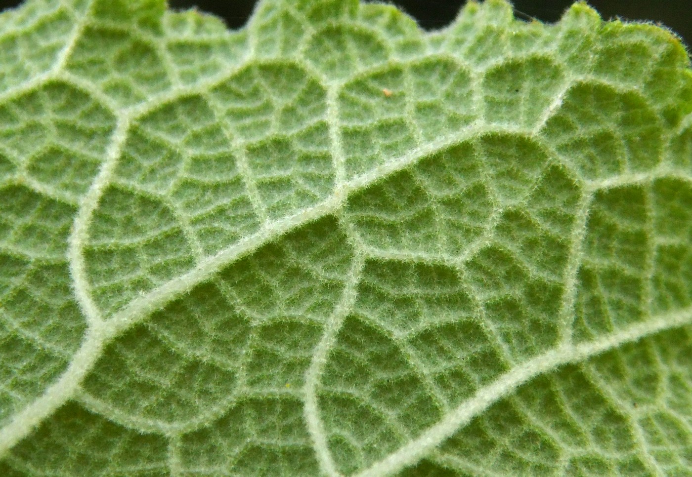Image of Verbascum pyramidatum specimen.