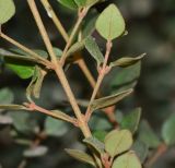 Correa pulchella