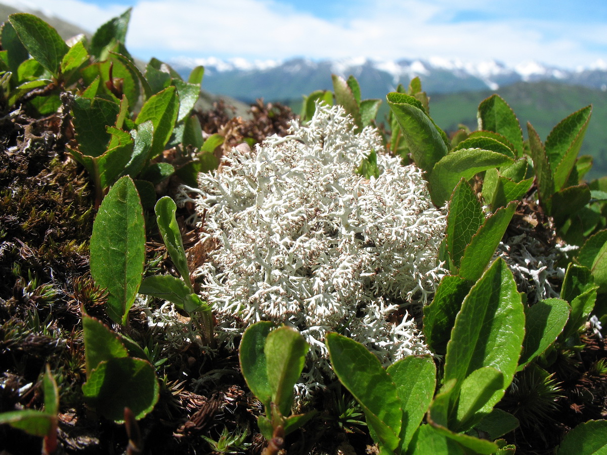 Image of Cladonia rangiferina specimen.