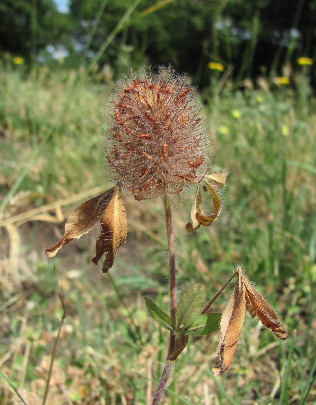 Image of Trifolium diffusum specimen.