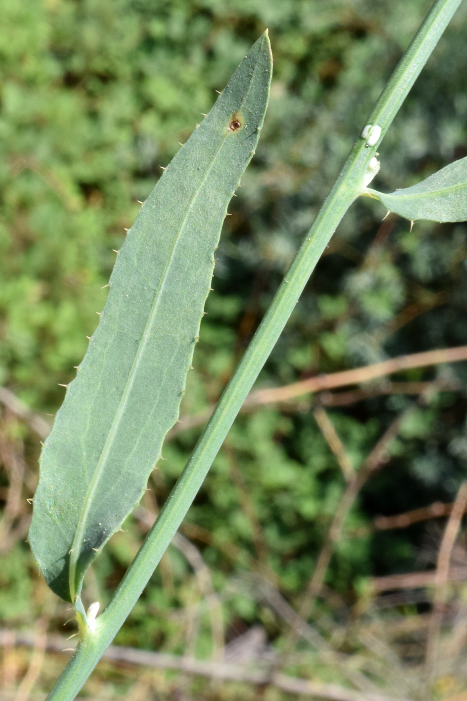 Изображение особи Chondrilla juncea.