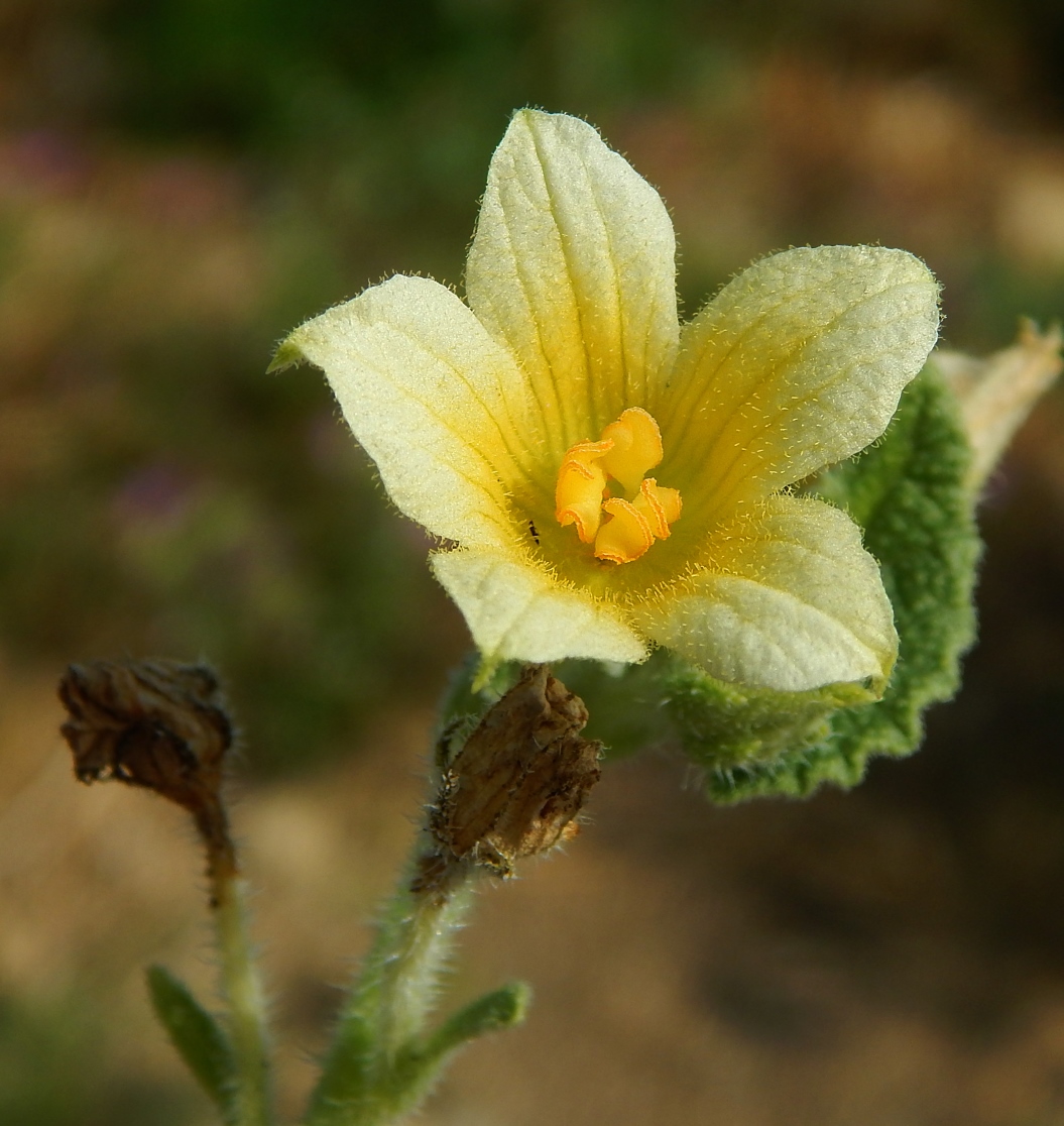 Image of Ecballium elaterium specimen.