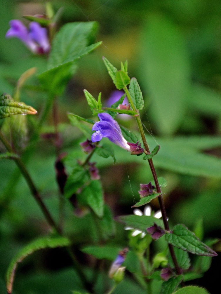 Image of Scutellaria galericulata specimen.