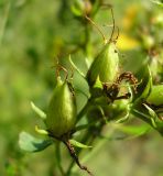 Hypericum perforatum