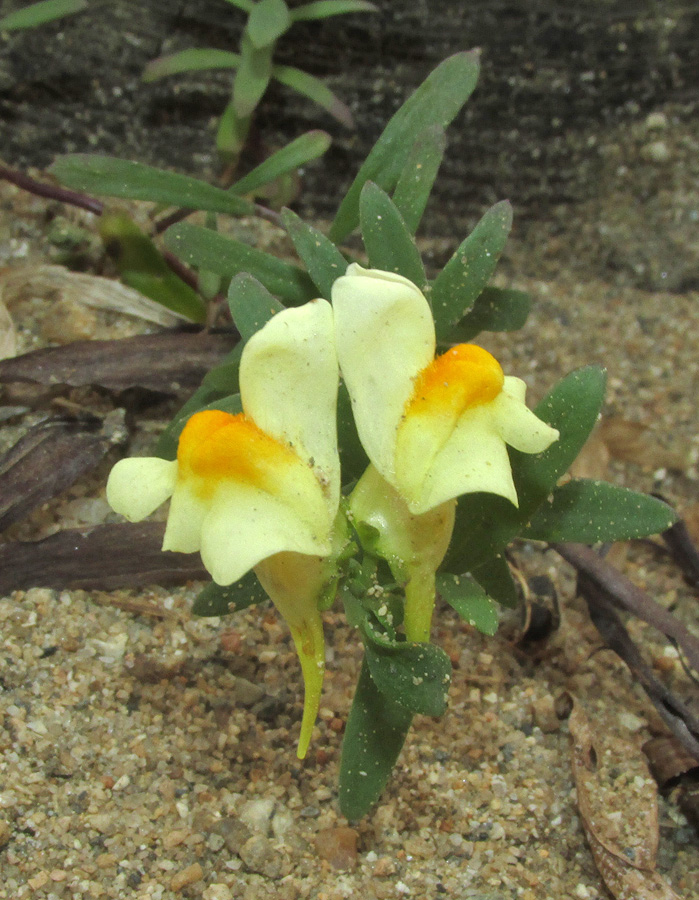 Image of Linaria japonica specimen.